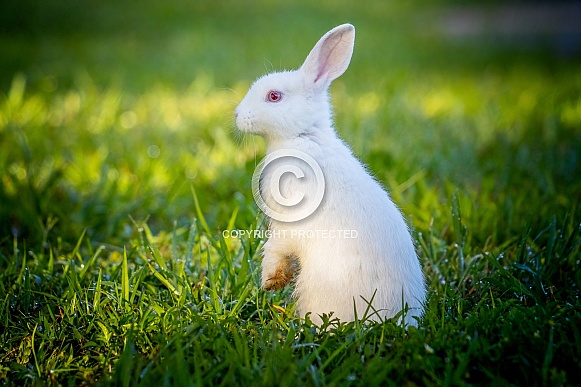 Domestic Rabbit Domestic Rabbit
