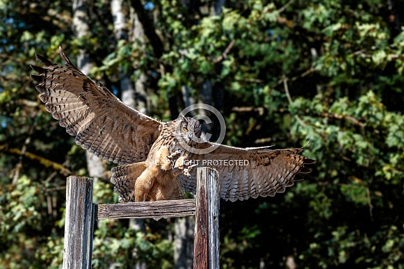 Eurasian Eagle Owl--Eurasian Eagle Owl Landing Eurasian Eagle Owl--Eurasian Eagle Owl Landing