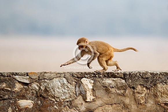 Macaque rhesus on the wall with beautiful blurry background