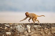 Macaque rhesus on the wall with beautiful blurry background