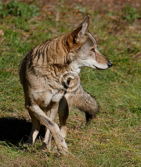 Red wolf