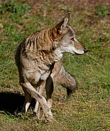Red wolf