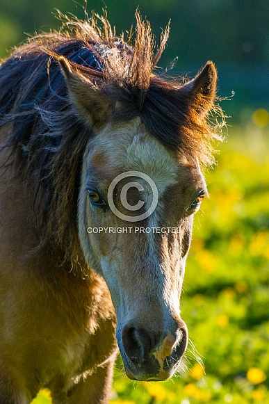 Young Horse