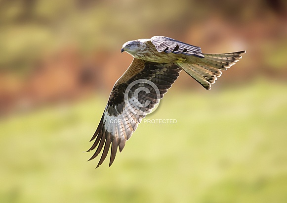 Red Kite
