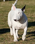 White bull terrier during a dog show