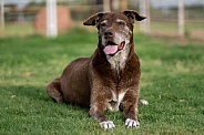 Senior Chocolate Labrador Retriever Portrait