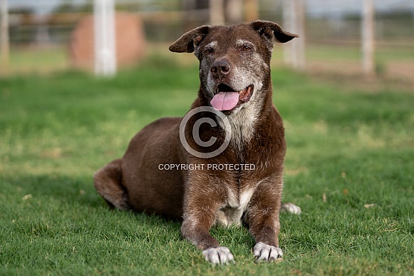 Senior Chocolate Labrador Retriever Portrait