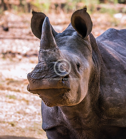 Young White Rhino Young White Rhino