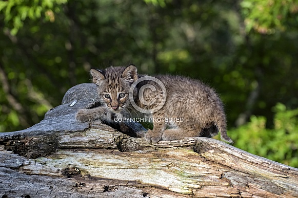 Bobcat Kitten at Play