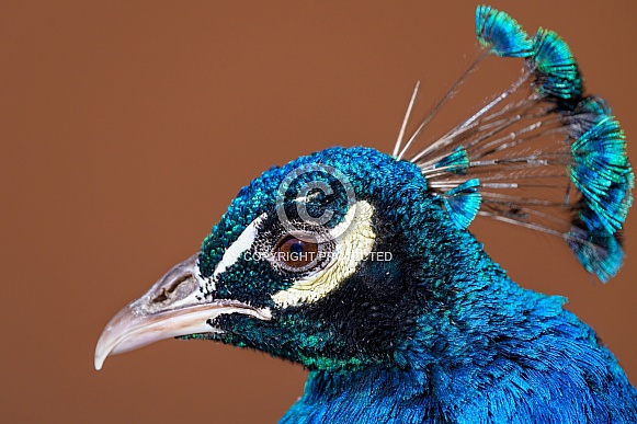 Profile of a peacock