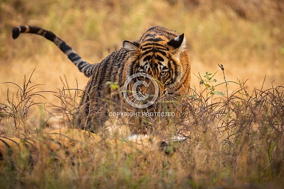 Beautiful tiger in the nature habitat. Tiger pose in amazing light. Wildlife scene with wild animal. Indian wildlife. Indian tiger. Panthera tigris tigris.