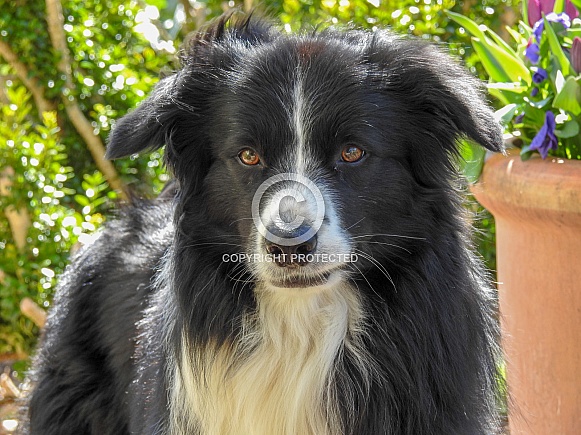 Border Collie