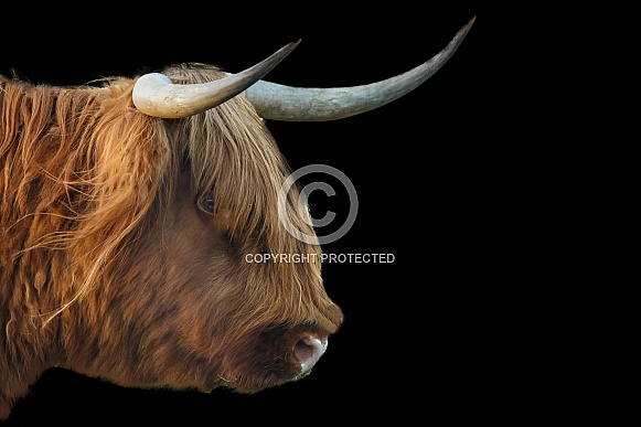 Highland cow