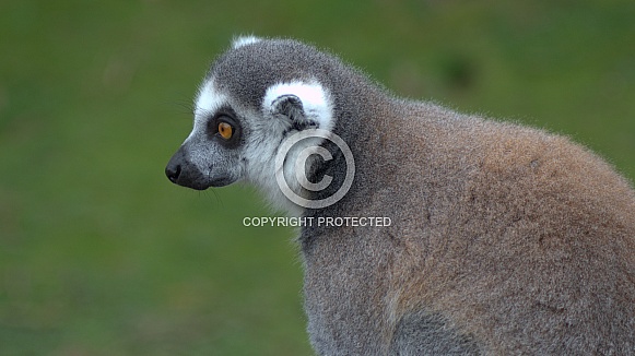 Ring Tailed Lemur