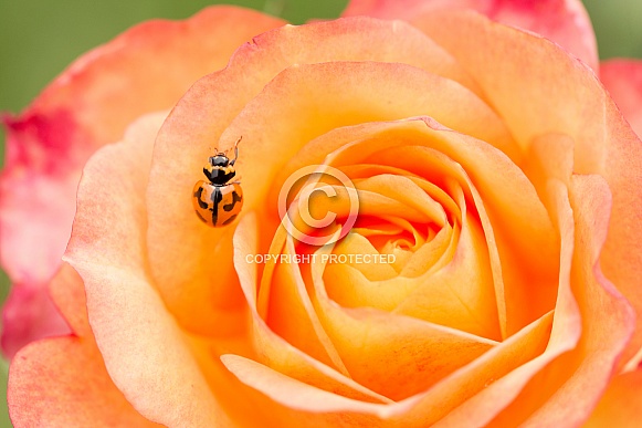 Transverse ladybird on rose.