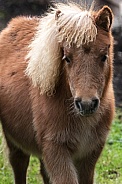 Miniture Shetland Pony close up