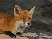 Red Fox.
