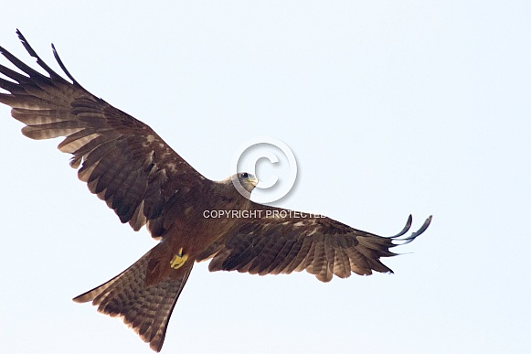 Yellow Billed Kite