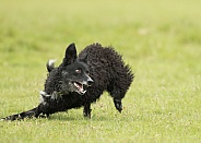 Curly-Coated Border Collie Turning at Speed