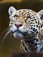 Pretty jaguar