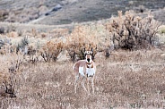 Wile Antelope, Pronghorn