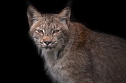 Canada Lynx Black Background