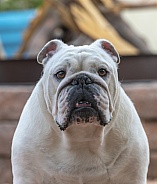Head shot of an adult bulldog