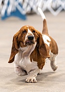 Funny Basset hound walking around the ring
