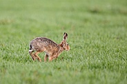 Hare