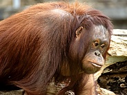 Orangutan