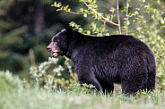 Black Bear