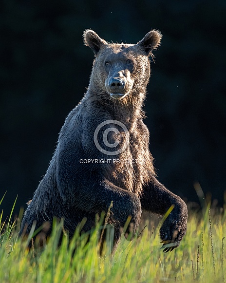 Young bear standing in the tall grass Young bear standing in the tall grass