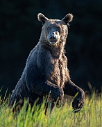 Young bear standing in the tall grass