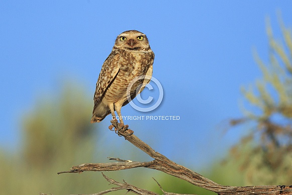 Burrowing Owl Burrowing Owl
