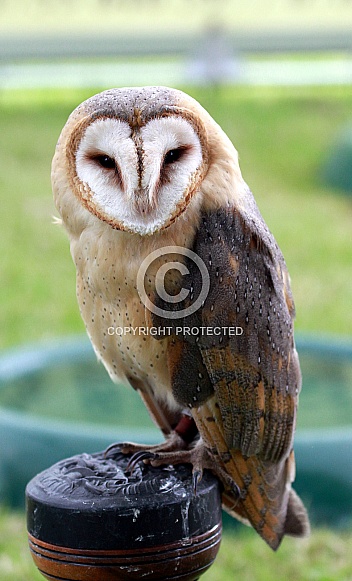 Barn Owl Barn Owl