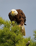Bald Eagle
