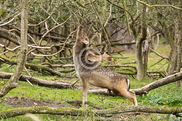 Fallow Deer Fallow Deer