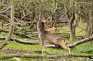 Fallow Deer