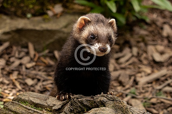 Polecat facing forward