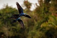 Hyacinth macaw in the nature habitat