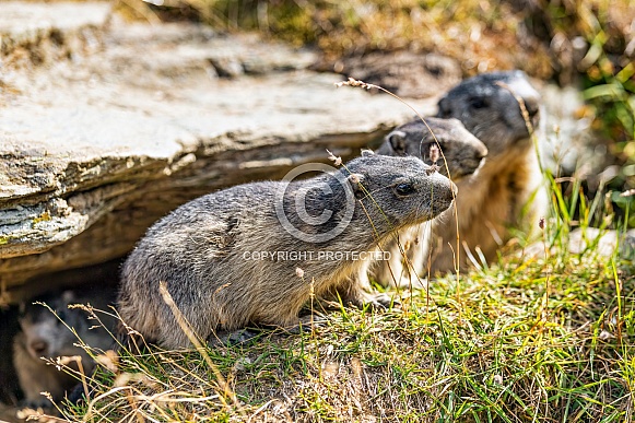 Three wild marmots