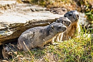 Three wild marmots