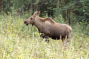 The moose or elk (Alces alces)