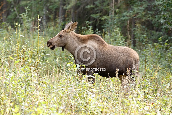 The moose or elk (Alces alces)