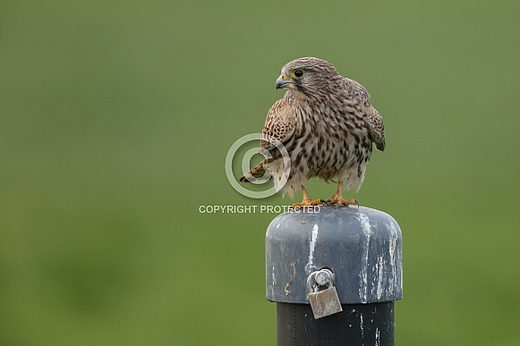 The common Kestrel