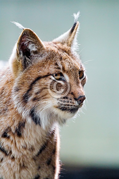 Lynx