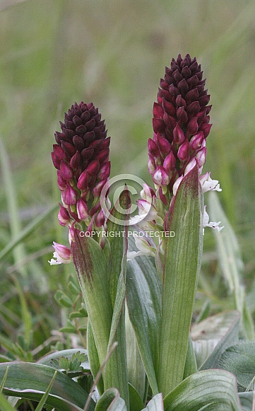 Burnt tip orchid