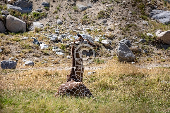 Baby giraffe laying down Baby giraffe laying down