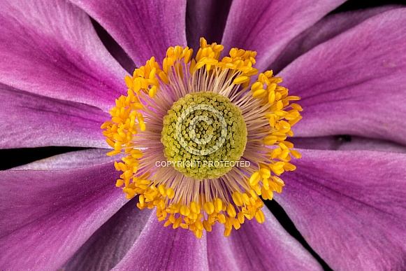 Centre of a pink flower Centre of a pink flower