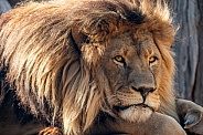 Male Lion